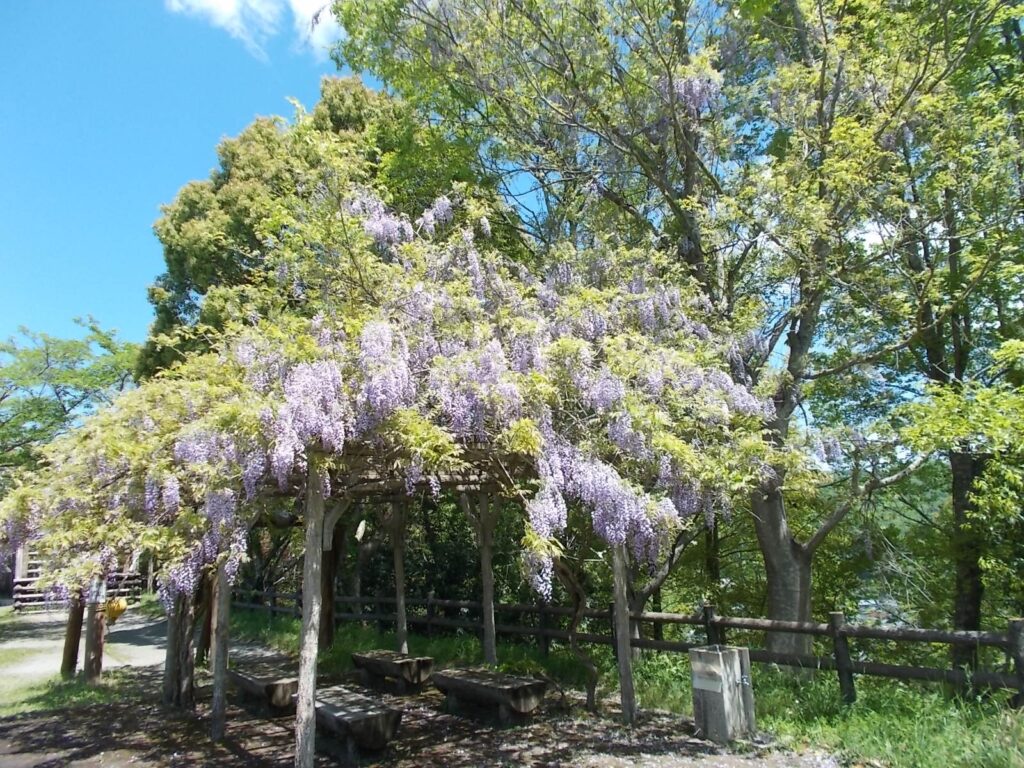 11：53　公園内で咲いていた藤