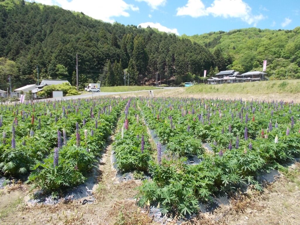12：03　駐車場横のラッセルルピナス。