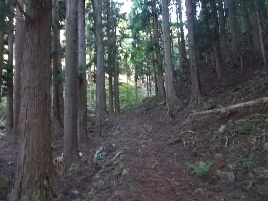 8：19　登り初めは緩やかな人工林の中を進みます。