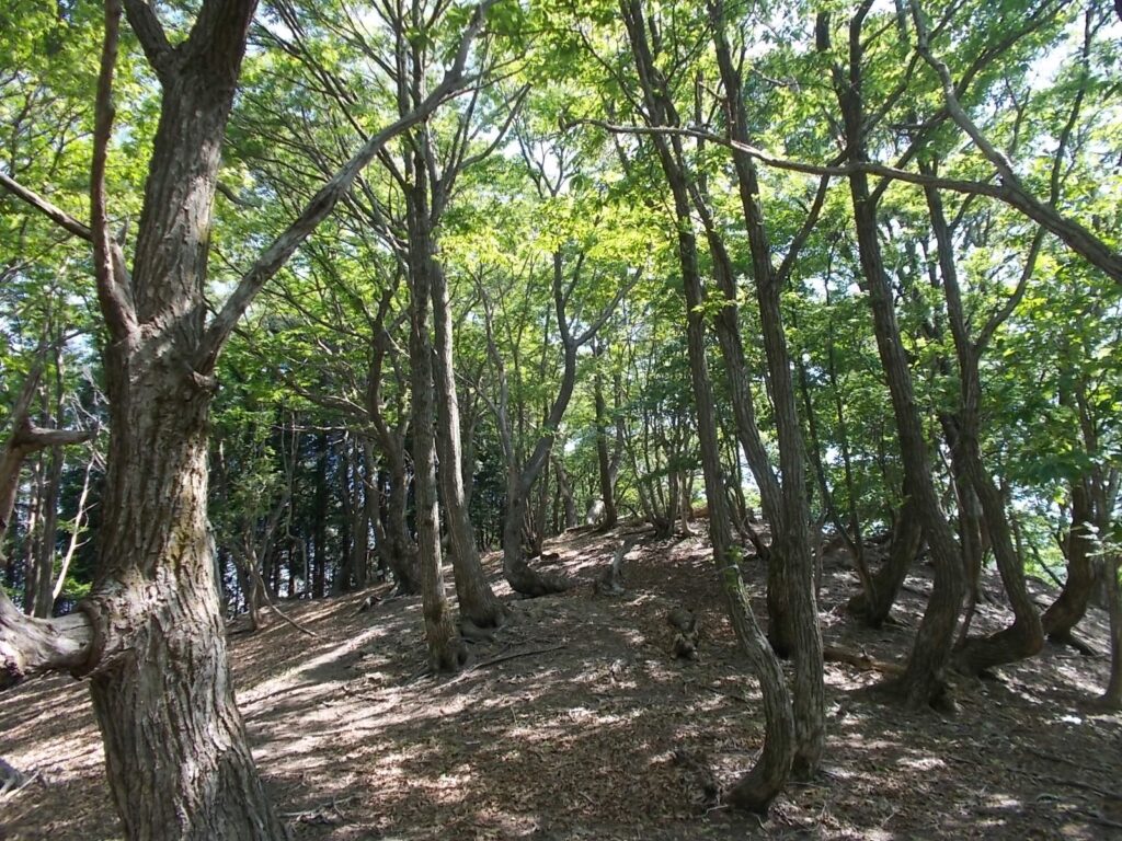 9：40　気持ちの良い尾根歩きです。