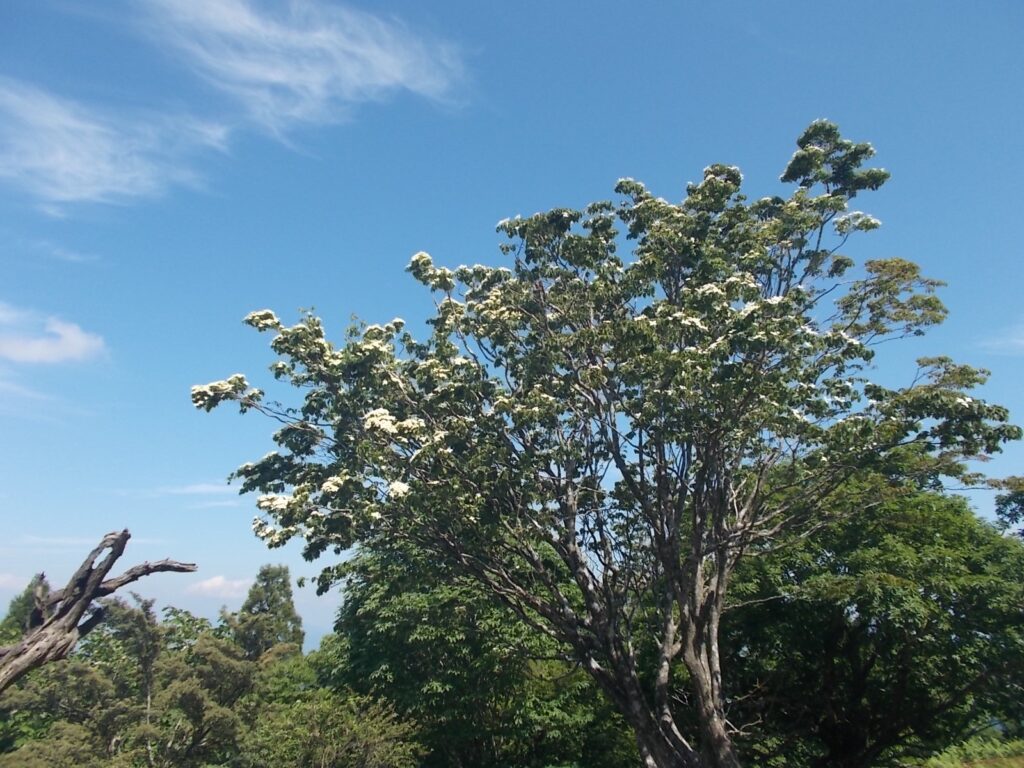 9：50　途中で出会った大きなヤマボウシの木。