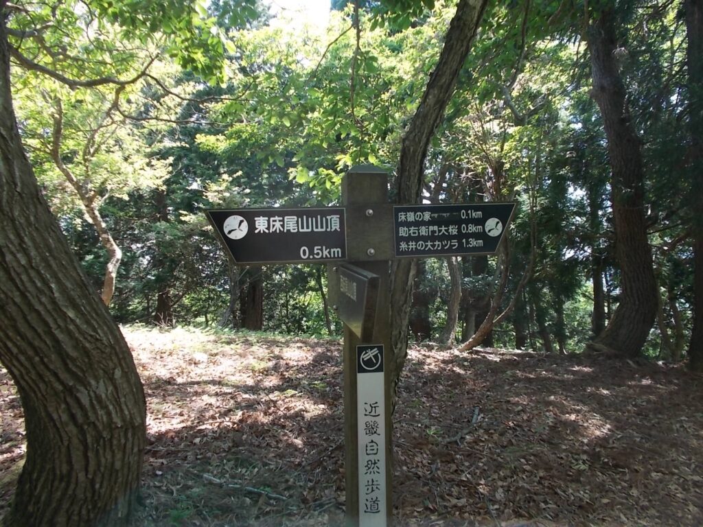 10：05　糸井の大かつらへの分岐。東床尾山まで後0.5Km