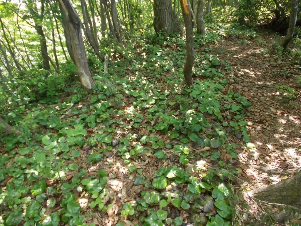 10：58　ここからしばらくはイワカガミの群生地です。