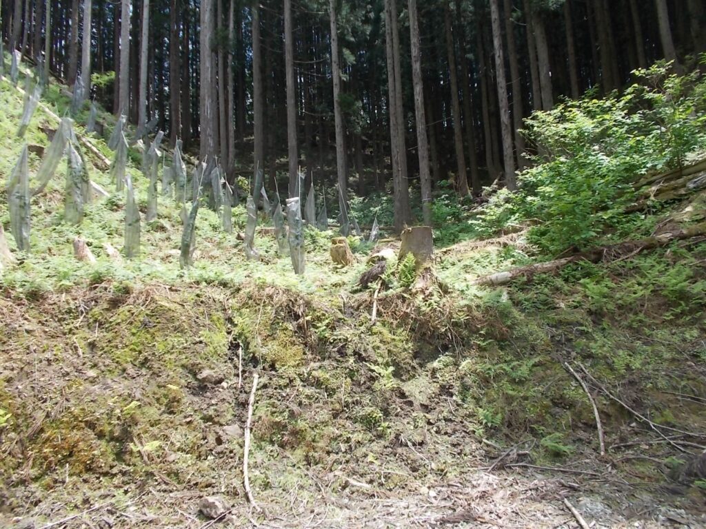 12：33　尾根に沿って進んで（ピンクのテープがあります）コルまで降りて、植林の広場を降ります。ココが一番降りやすい。
