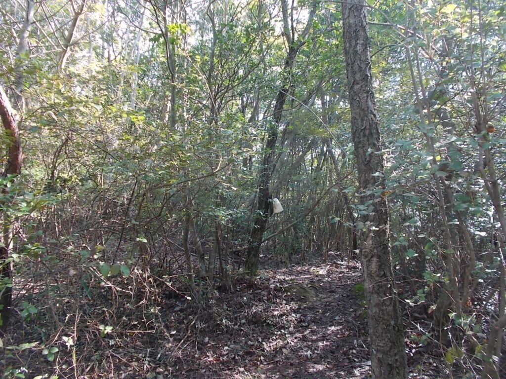 11:44 こんな感じの明るい登山道を歩きます。