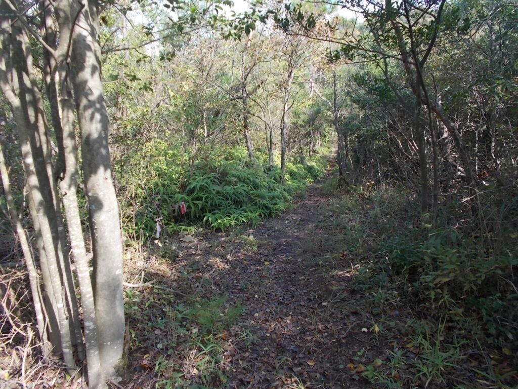 11:49 歩きやすい登山道