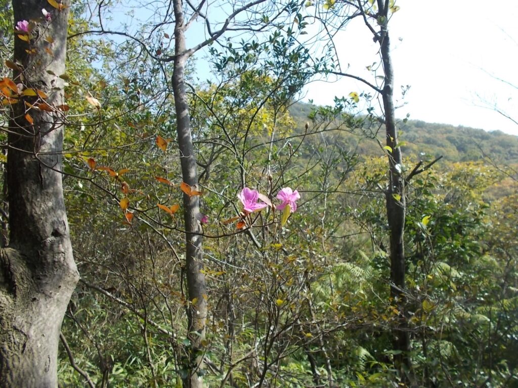 12:11 下山途中で見えたミツバツツジ。気が早いんだか、のんびりしてるんだか。