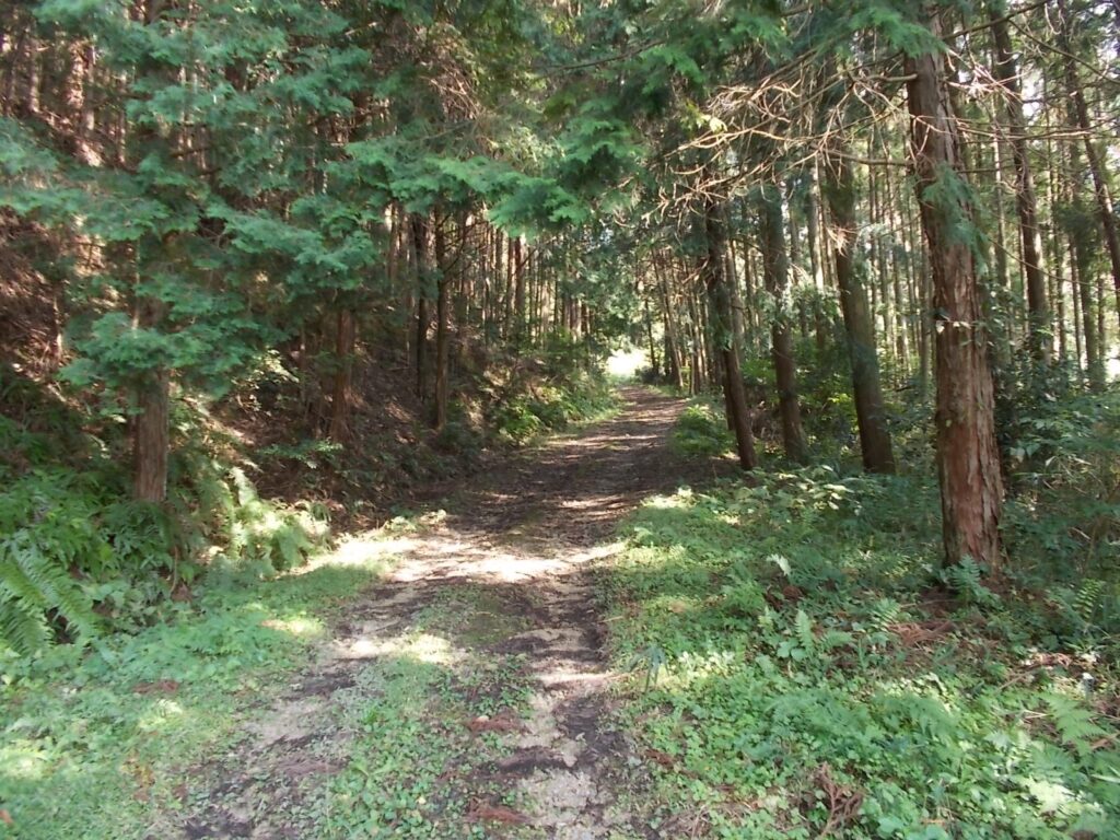 12:42 明るい林道を歩きます。