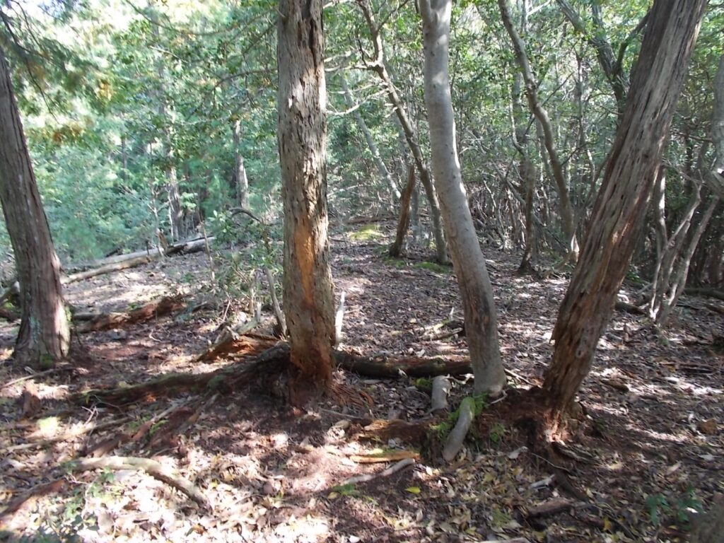 12:57 とにかく上を目指して進みます。