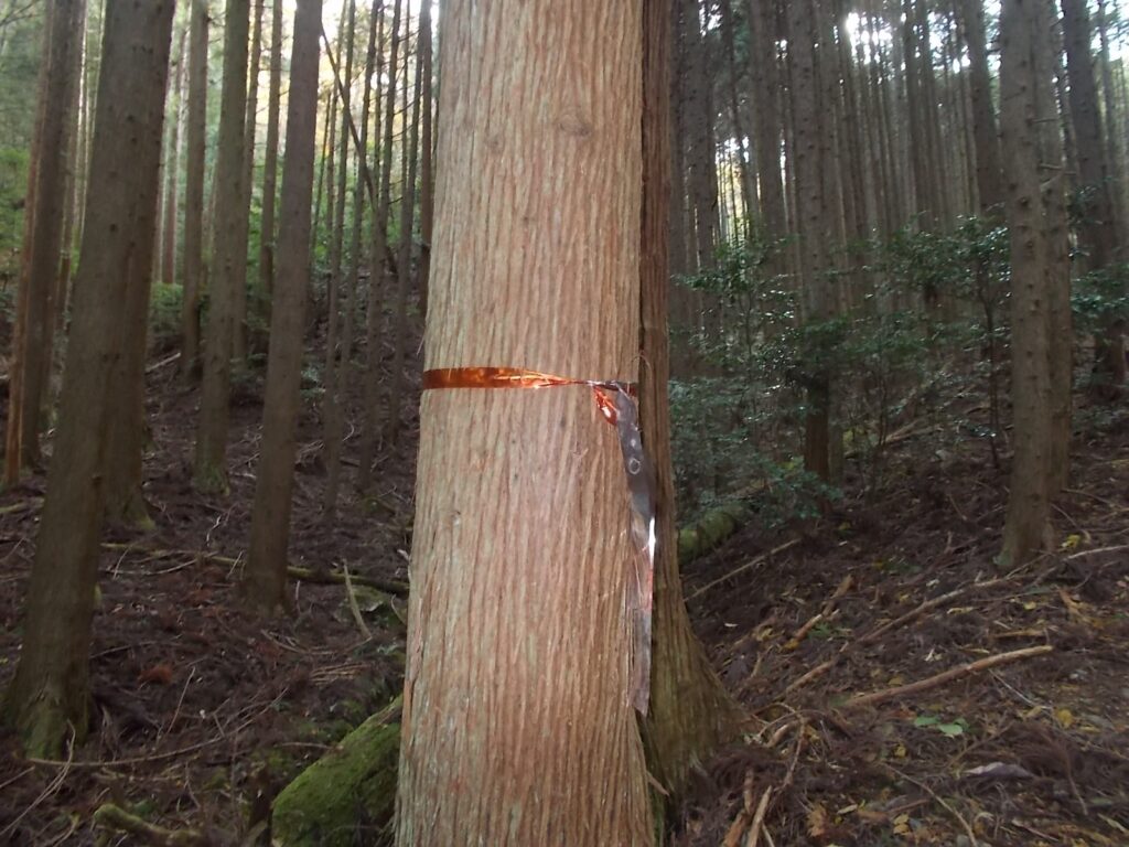 10：57　杉林に入ります。しばらく案内板がないので、このテープをたどります。