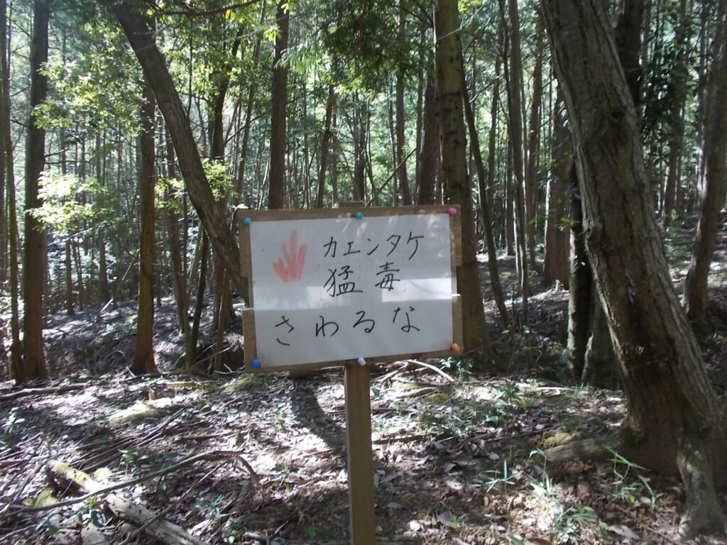 9：58　カエンダケの案内