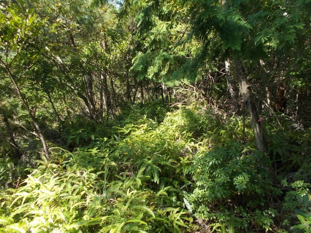 10：50　シダが多くなってきました。