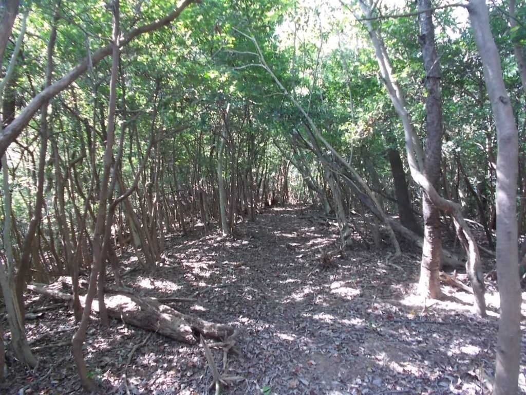 10：56　このあたりは自然林の木漏れ日が気持ちよく、けっこう涼しいです。