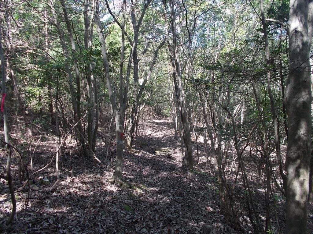 11：27　明るい林の中を歩きます。