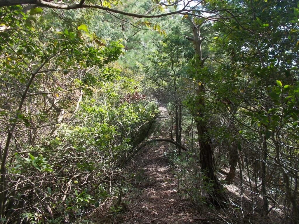 11：32　明るい尾根を歩きます。