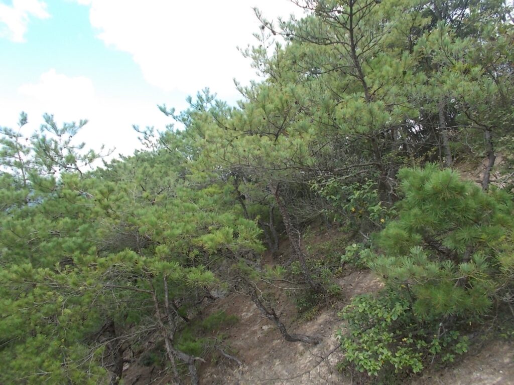 12：11　このあたり、松が多くなってきました。