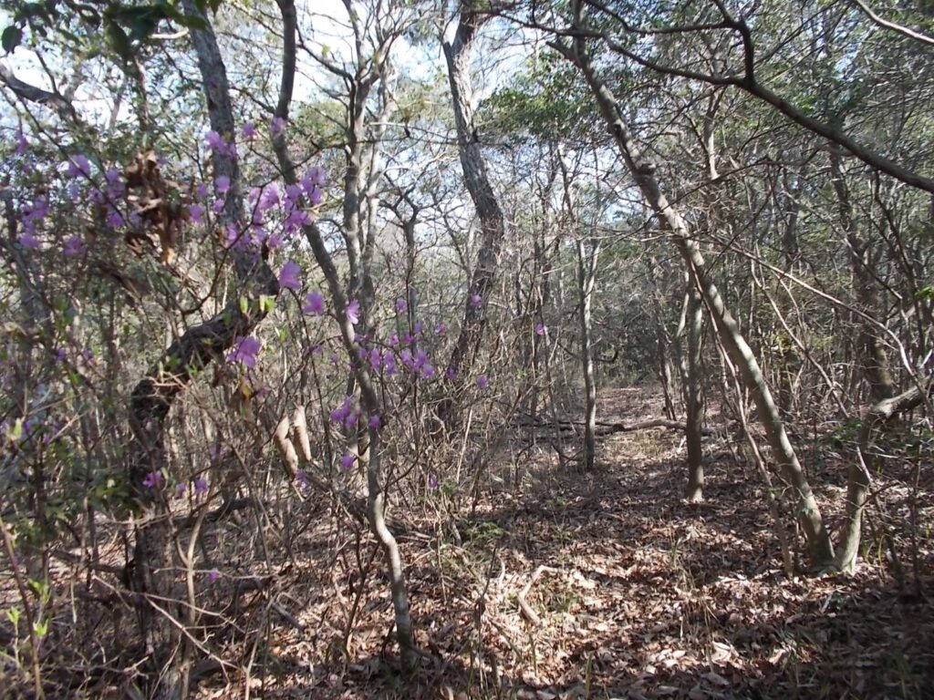 10：11　とにかく登っていくと、登山道らしいのにでますので、それに従って登ります。