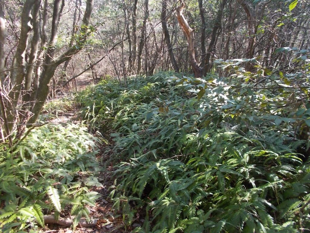 10：12　このあたり、シダが多いです。