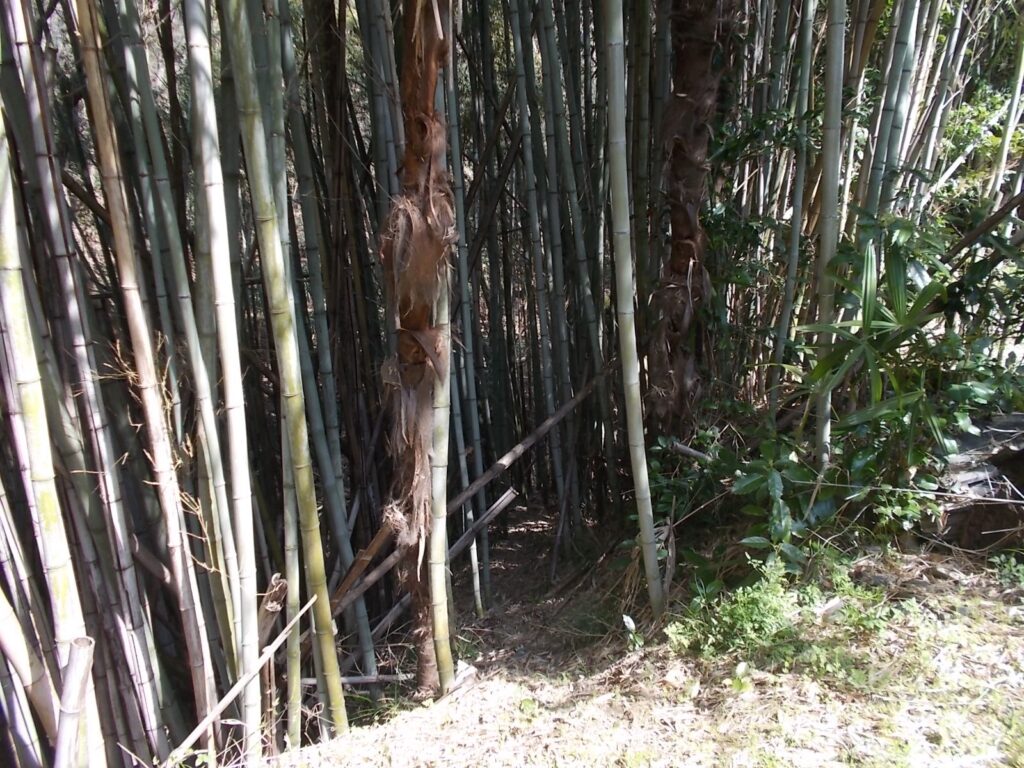 10：42　往路を戻り、十字路で右折、谷筋を下ります。正面に竹藪が見えてきたら、左手になにやら通路が見えてきたので、登ってみました。