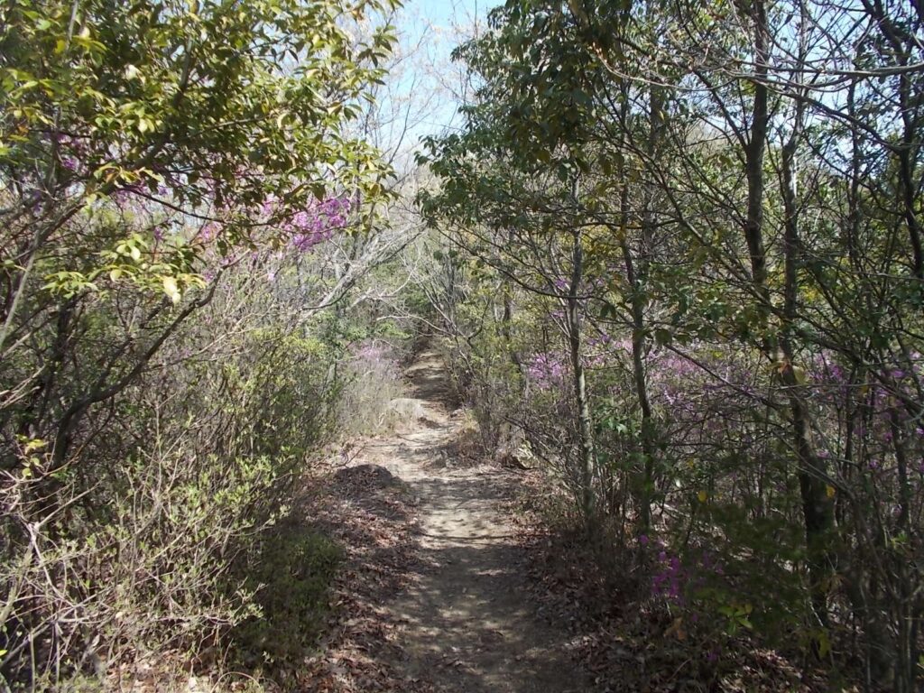 10：57　明るい尾根筋へ。
ミツバツツジが咲いてます。