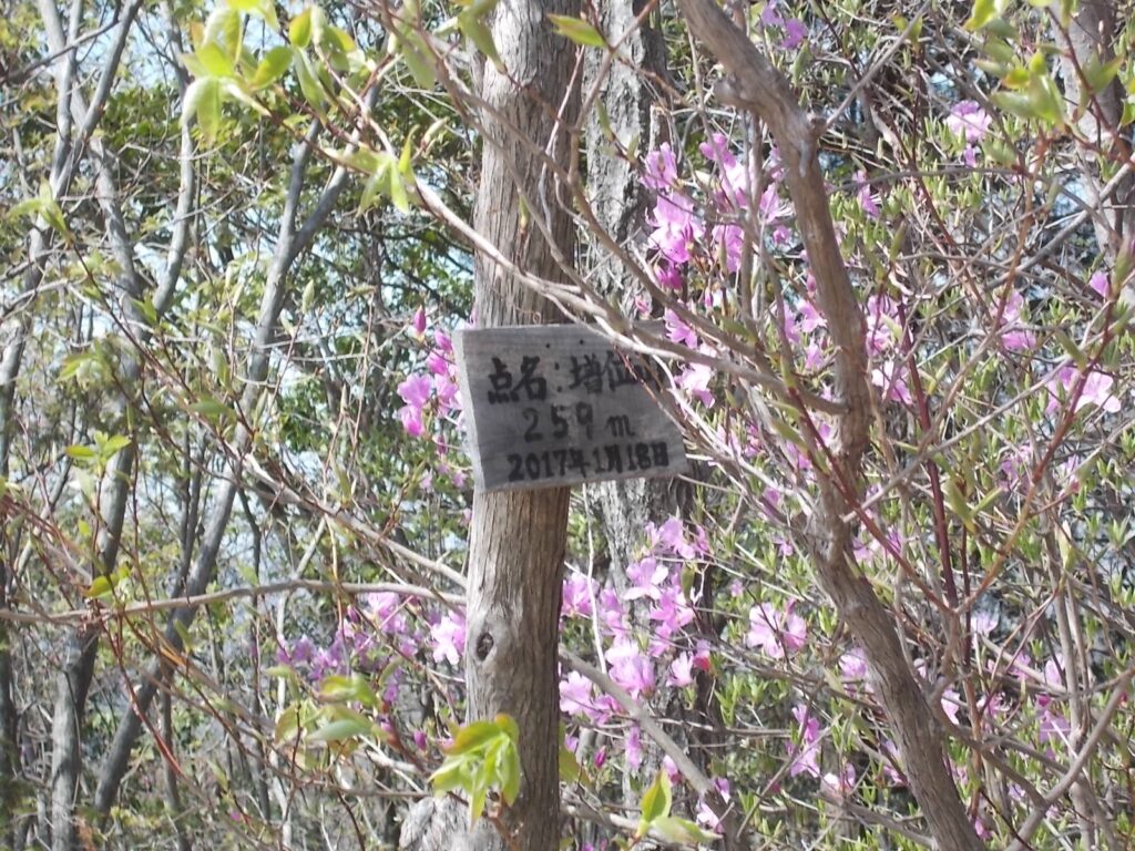 11：11　ミツバツツジの山頂案内