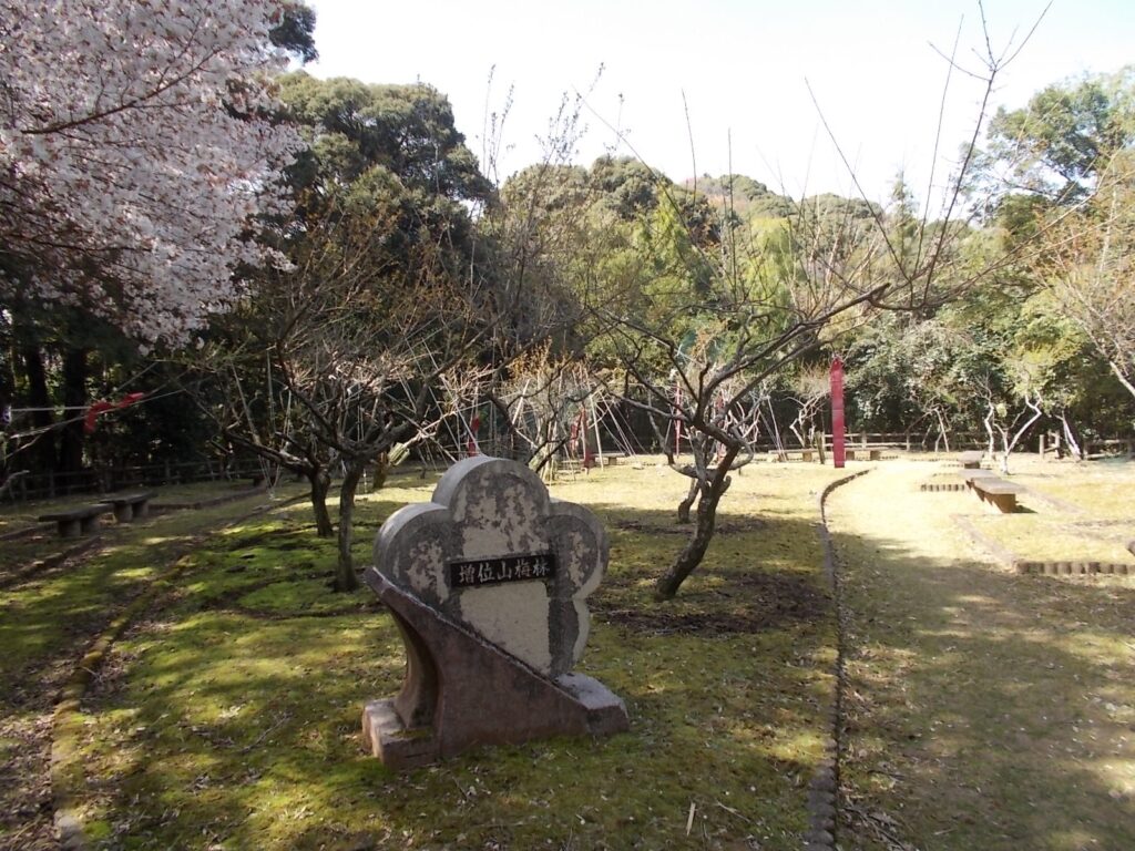 11：23　さらに梅林