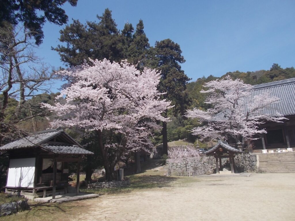 11：26　桜が奇麗です。
