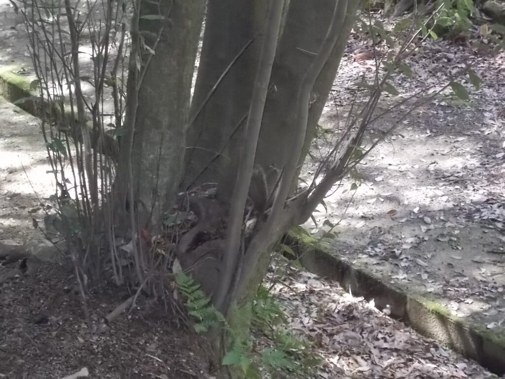 11：42　リスがいました。わかりにくいですが。