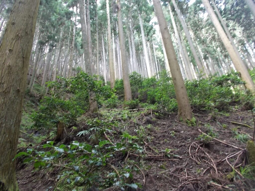 10：04　とにかく上る。