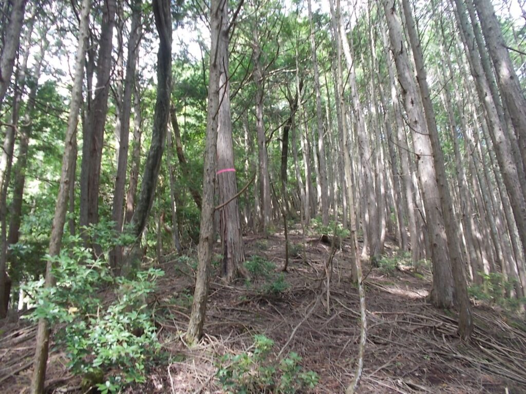 10：09　登り切ると、尾根筋へ。
ピンクのテープがあるので正解？
