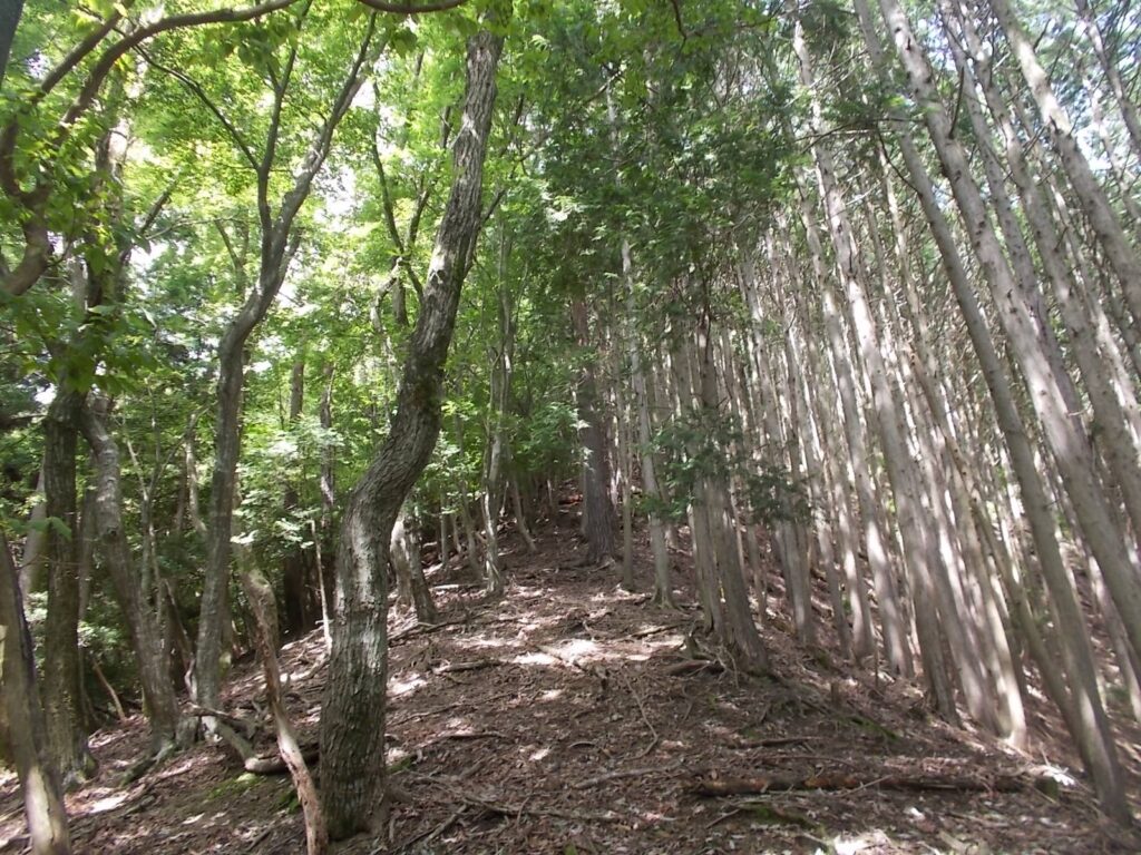 10：11　右人工林、左自然林の尾根筋。歩きやすいです。