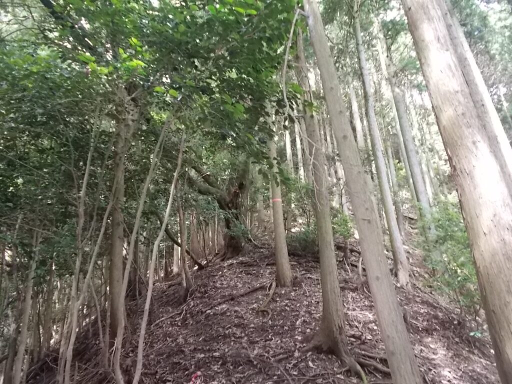 10：19　傾斜がさらに厳しくなってきました。ルートはわかりやすいです。