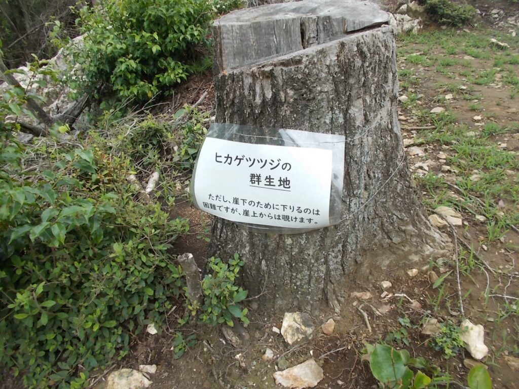 10：49　ヒカゲツツジの群生地の案内。崖下が群生地のようです。
5月頃にお出かけください。