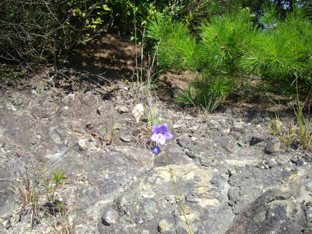 10：01　途中に咲いていた花