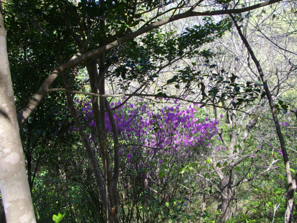 10：22　ミツバツツジが迎えてくれます。