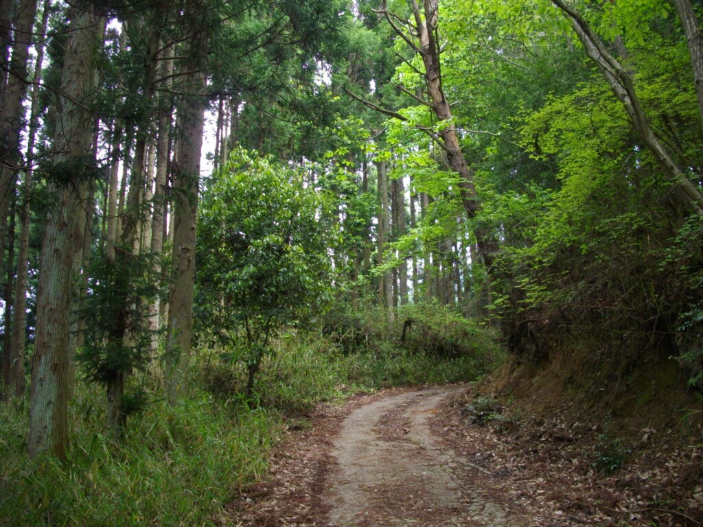 10：11　左側が人工林の杉の木、右が自然林の間を通っていきます。