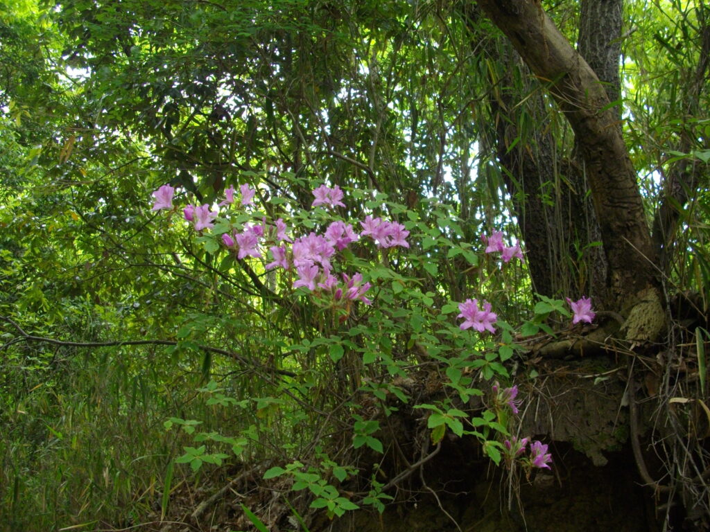 10：13　たまにツツジが咲いています。