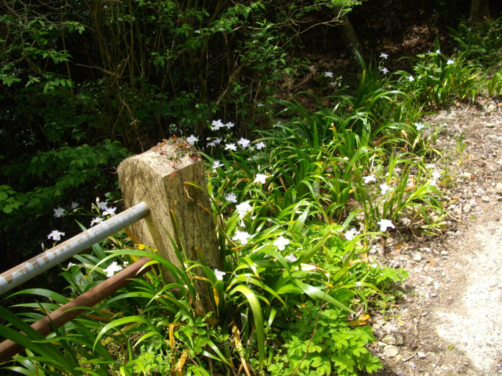 10：33　橋のそばに姫シャガが自生していました。