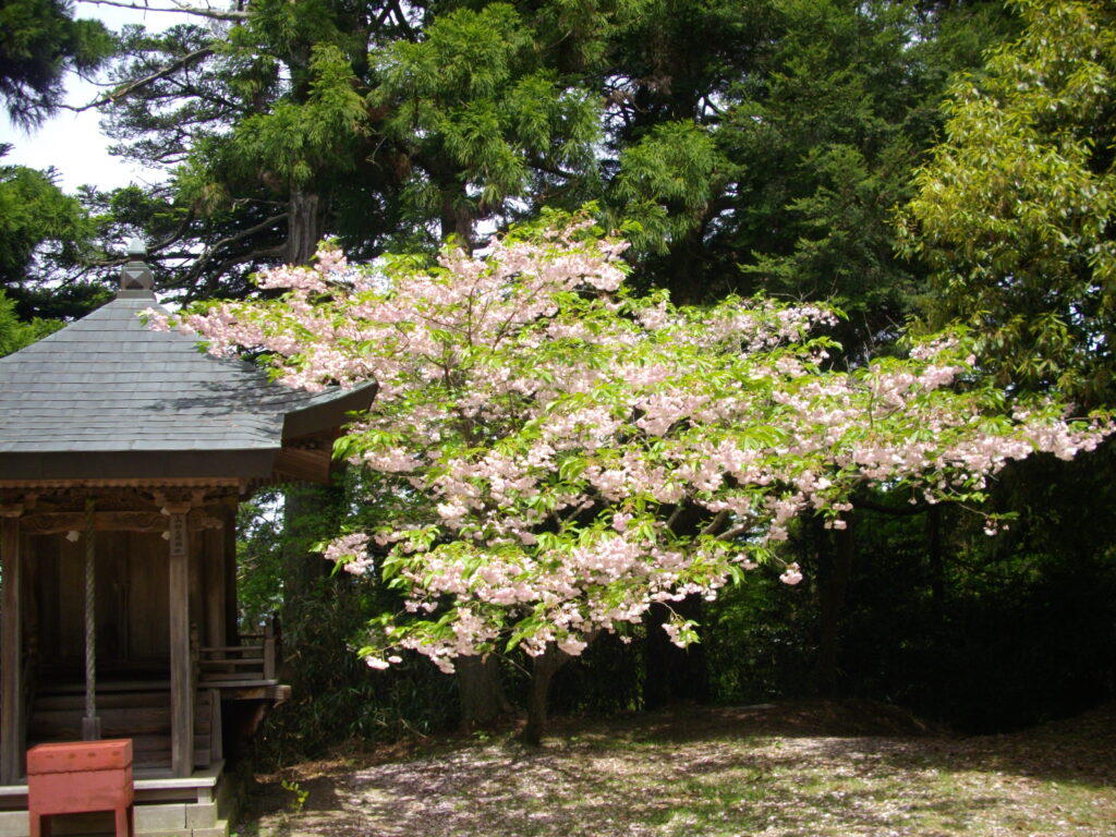 11：01　神社前に咲いている八重桜です。