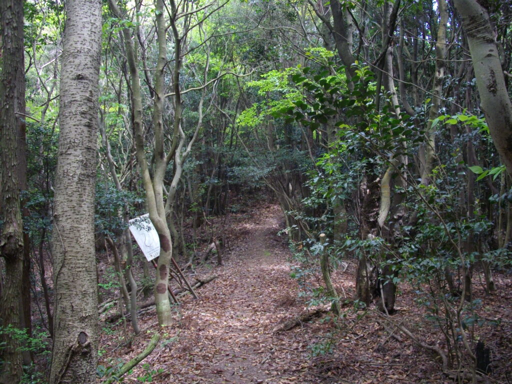 11：24　帝釈山へはこんな中を進みます。