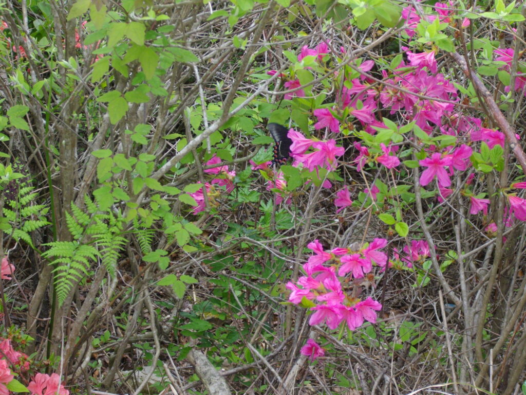11：38　この斜面に咲いているツツジです。クロアゲハが来ているんですが、ちゃんと写っているでしょうか。
12：50　駐車場着