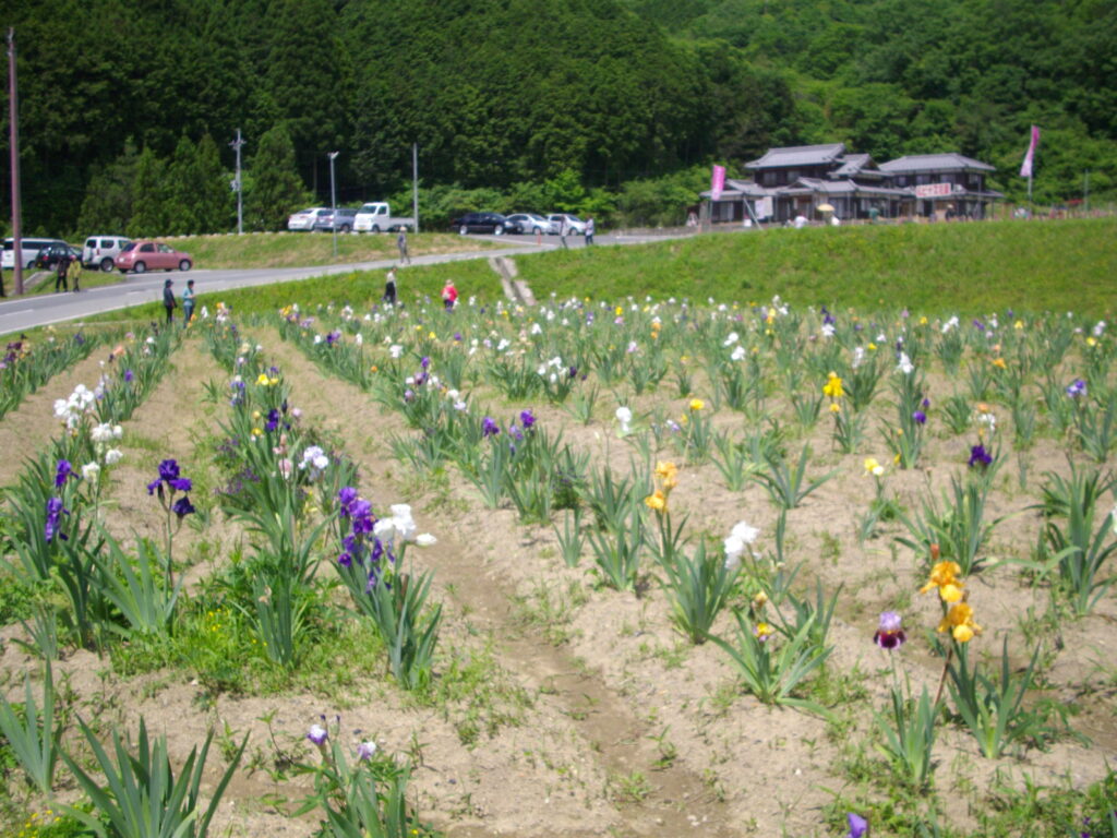 こちらはジャーマンアイリスです。これも増やしているようです。前来たときにはありませんでした。