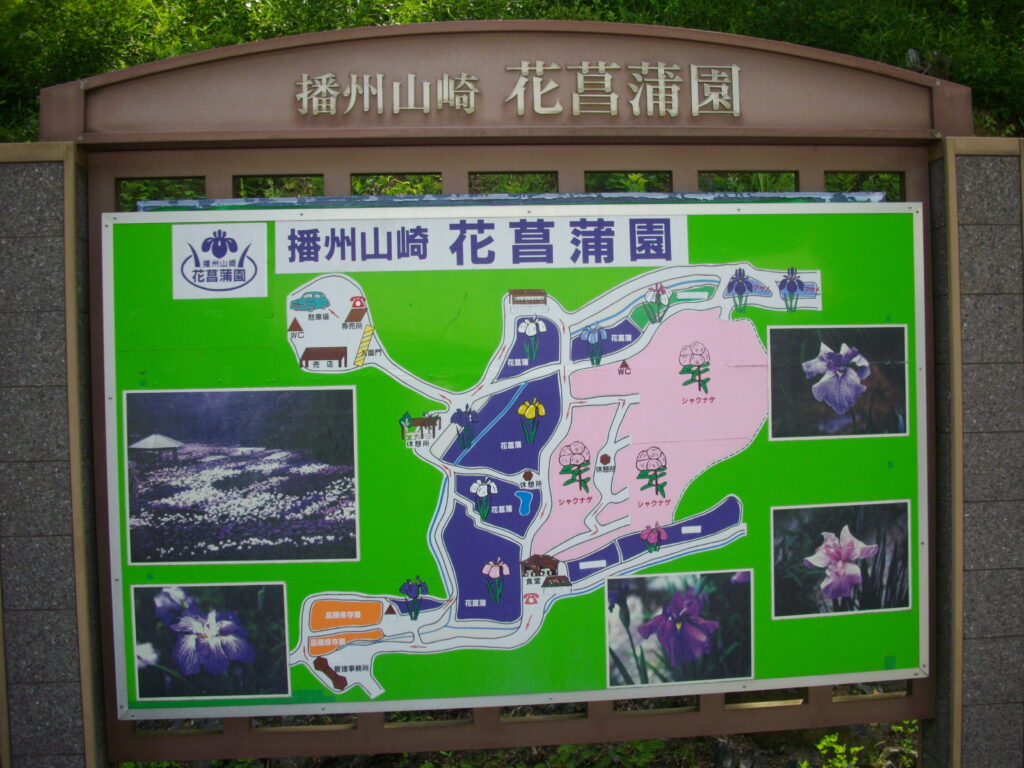 播州山崎花菖蒲園