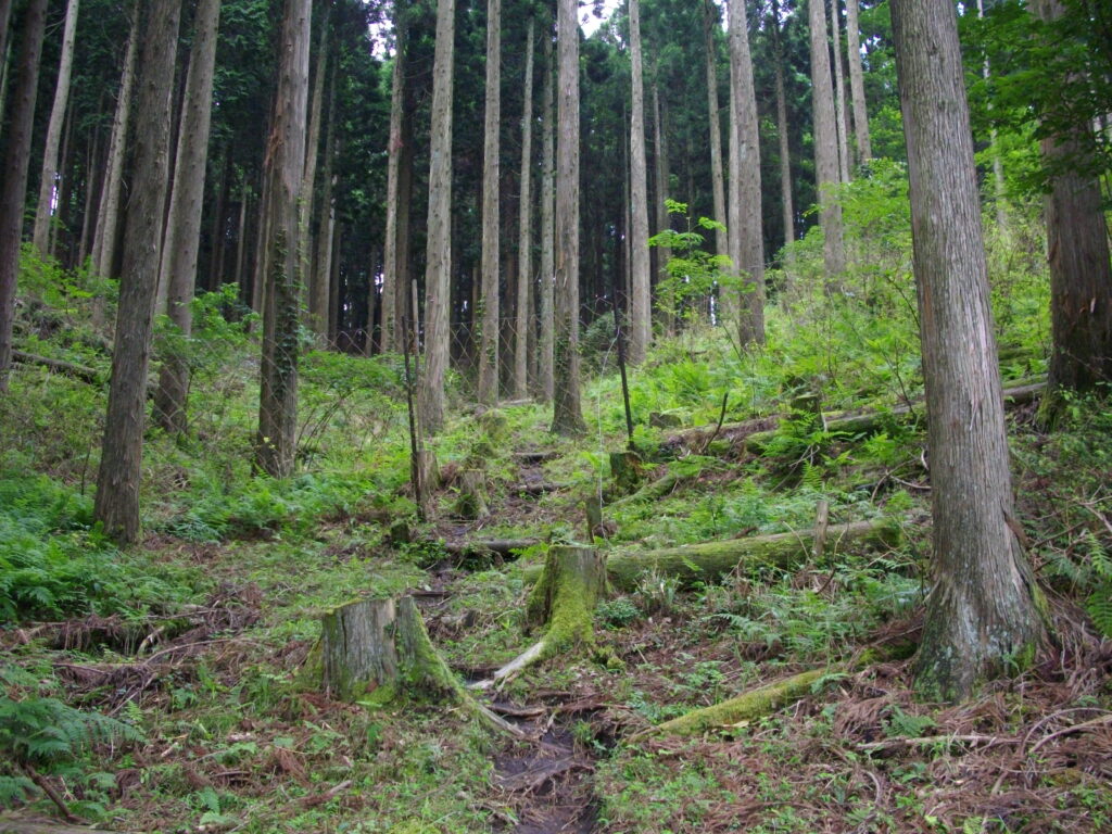 10：48　登山道の様子です。