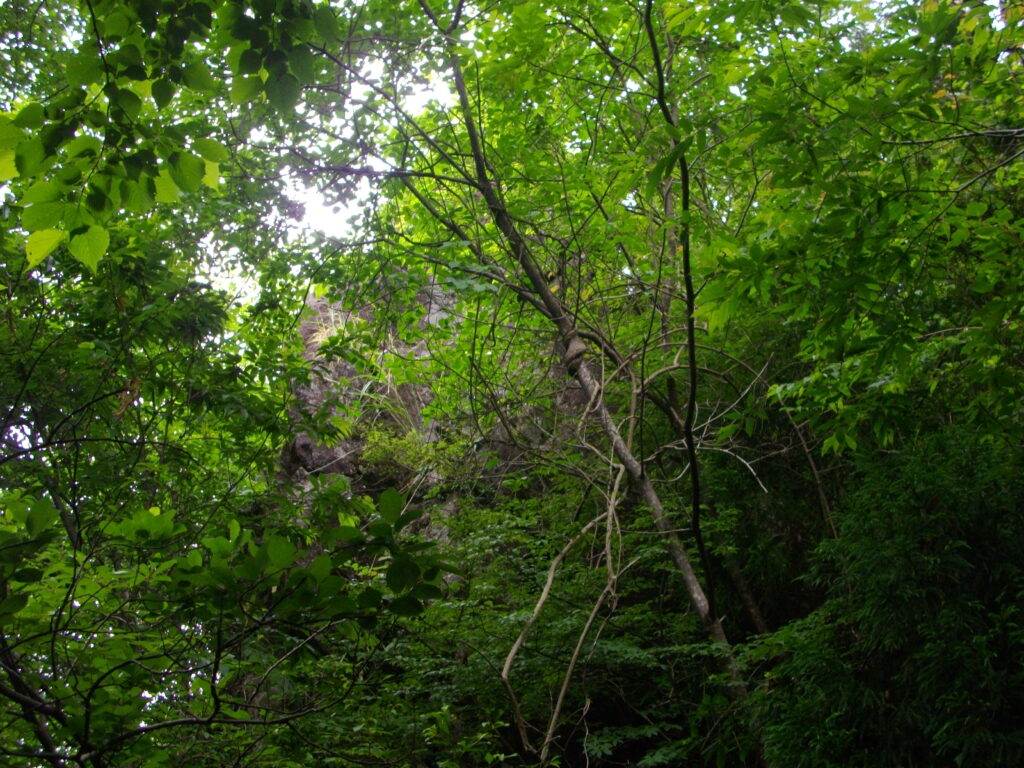 11：45　仏岩ですが、葉が茂っていて、よく見えません。ここから、分岐点に戻り、滝への急な下りを降りていきます。