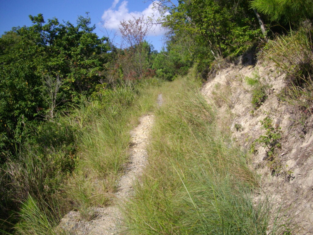 9：39　途中の様子です。すすきがいっぱい生えています。かろうじて一人が通れる道筋がついています。
