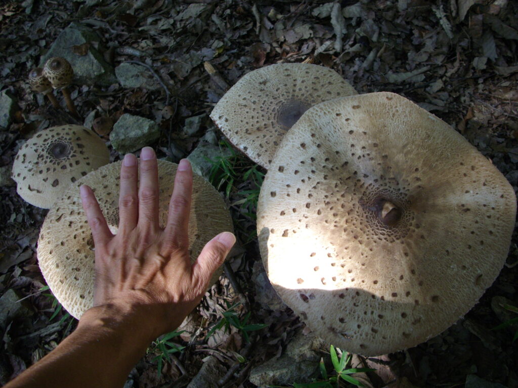 10：08　途中に生えていたキノコです。定規がないので、私の手と比べてみました。しかし大きいですね。鹿がたくさんいるようなのに、食べられていないところを見ると毒キノコのようですね。