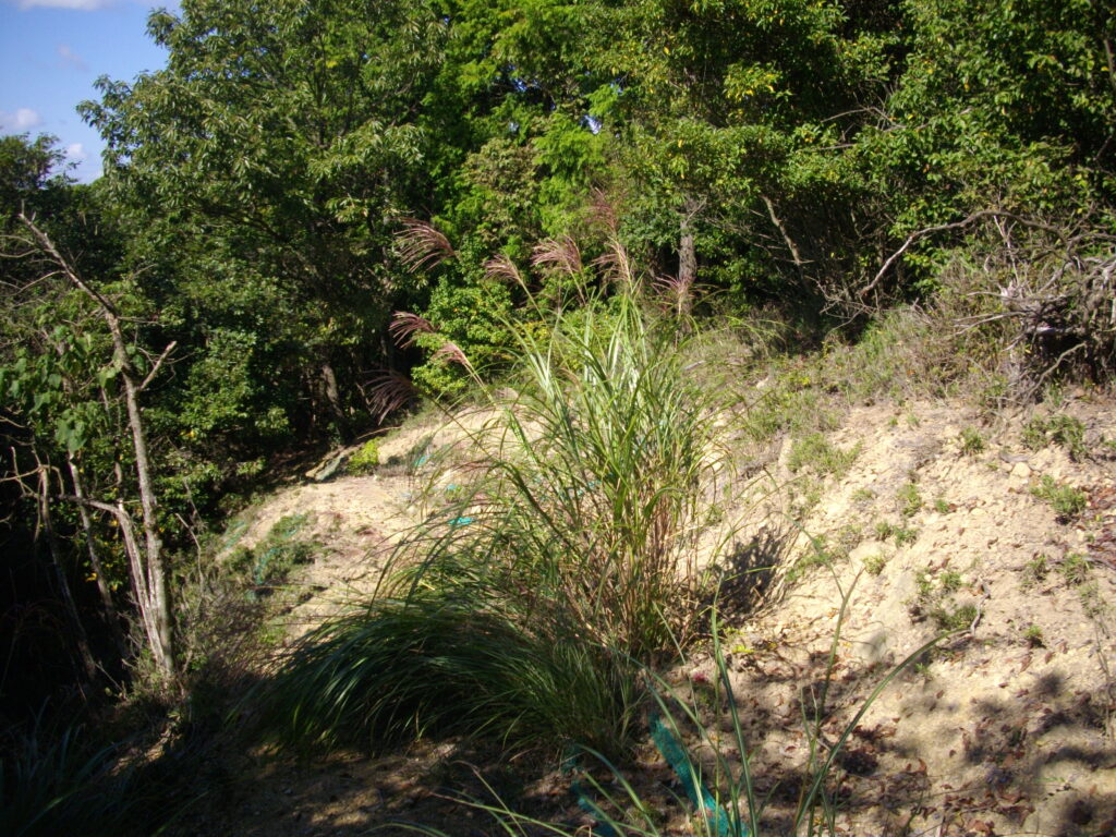 10：13　途中の様子です。大きなススキが生えています。ワザと刈らずにおいているようにも思えます。
