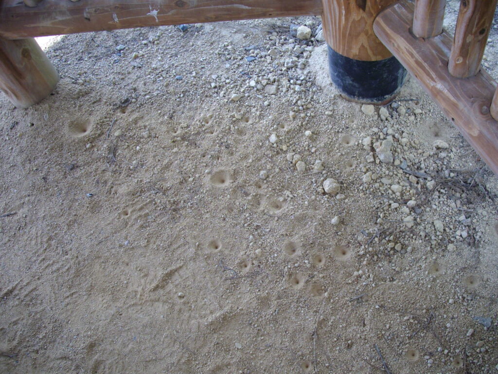 11：43　展望あずまやに戻り、昼食にしました。たくさんの蟻地獄がありましたが、蟻はまったくいませんでした。