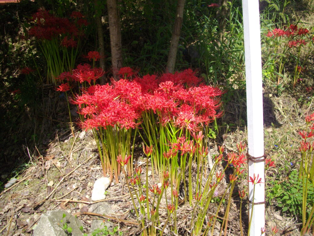 12：03　入り口の案内板の下に生えている曼珠沙華です。このあたりは満開で、真っ赤になっていました。
